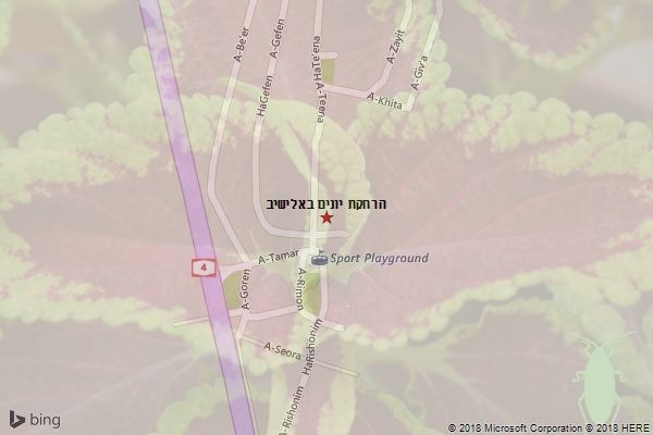 הרחקת יונים באלישיב