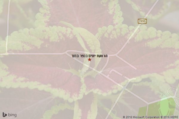 הרחקת יונים בכפר ברוך