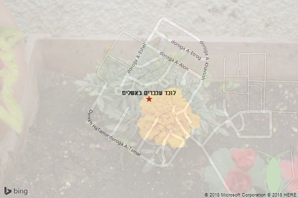 לוכד עכברים באשלים