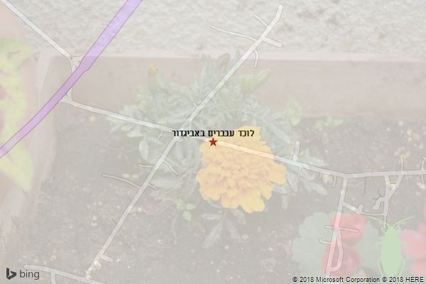 לוכד עכברים באביגדור