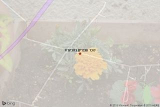 לוכד עכברים באביגדור