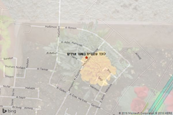 לוכד עכברים בשער אפרים