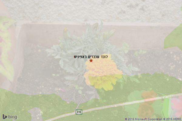 לוכד עכברים באפיניש