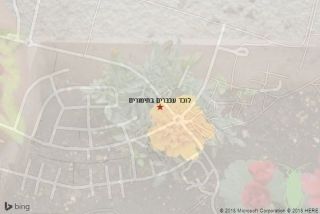 לוכד עכברים בתימורים