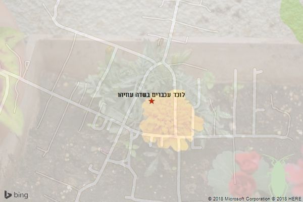 לוכד עכברים בשדה עוזיהו