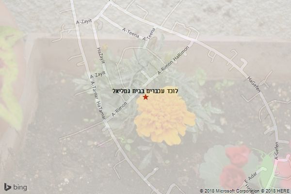 לוכד עכברים בבית גמליאל