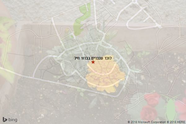 לוכד עכברים בברור חיל