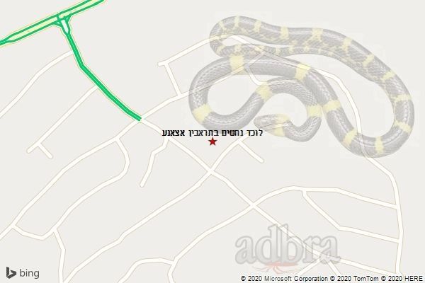 לוכד נחשים בתראבין אצאנע