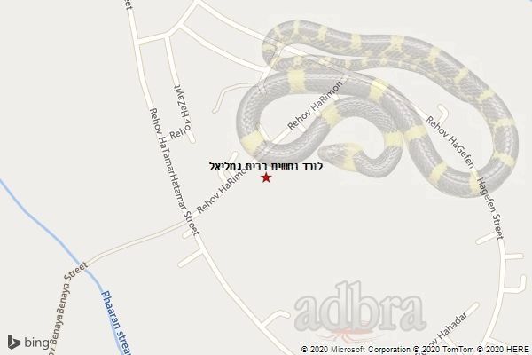 לוכד נחשים בבית גמליאל