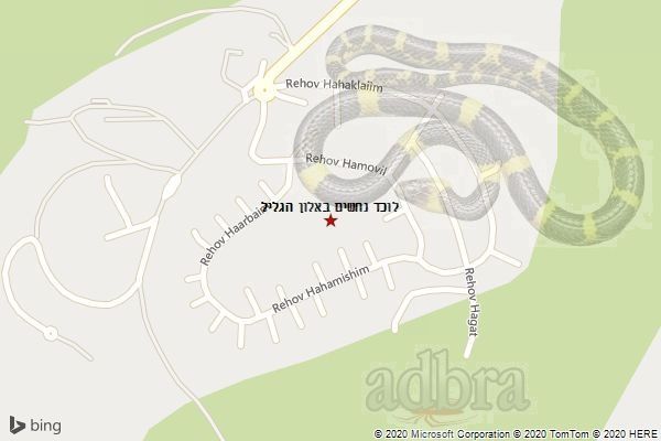 לוכד נחשים באלון הגליל