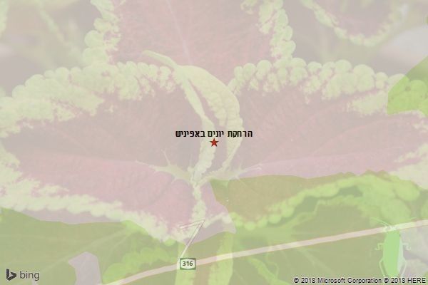 הרחקת יונים באפיניש